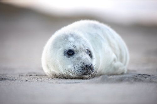 Seal pup on North Sea beach