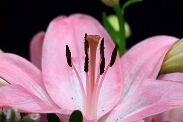 Splendour of lilies by Thomas Jäger