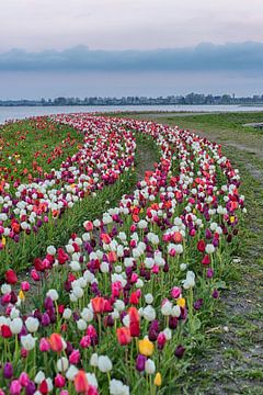 Tulpen veld in een bocht