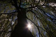 Sonnenlicht durch die Baumzweige von Cees van Gastel Miniaturansicht