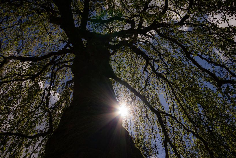 Sonnenlicht durch die Baumzweige von Cees van Gastel