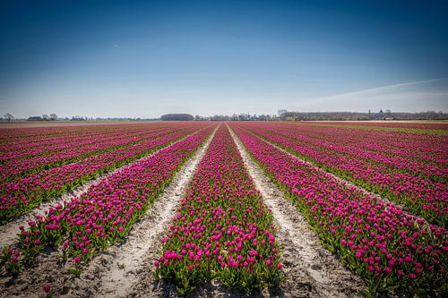 A carpet of tulips