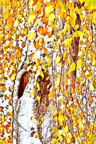 golden birch leaves