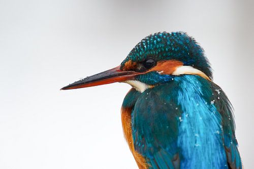 IJsvogel - haar eerste sneeuw