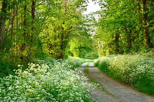 Chemin de campagne avec des ciguës