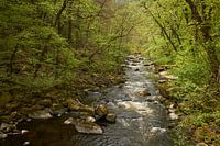 Fris lente groen bij Bode rivier in Harz Bodetal