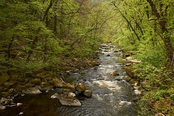 Frisches Frühlingsgrün bei Bode in Harz Bodetal