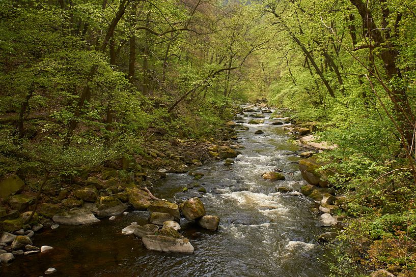 Fris lente groen bij Bode rivier in Harz Bodetal van Cor de Hamer