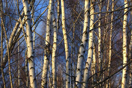 Birch Forest