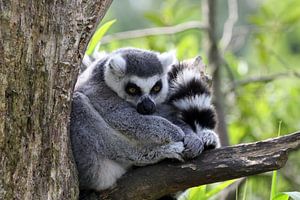 Ringschwanzlemur von Antwan Janssen