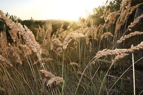 Zwaaiend riet bij zonsondergang