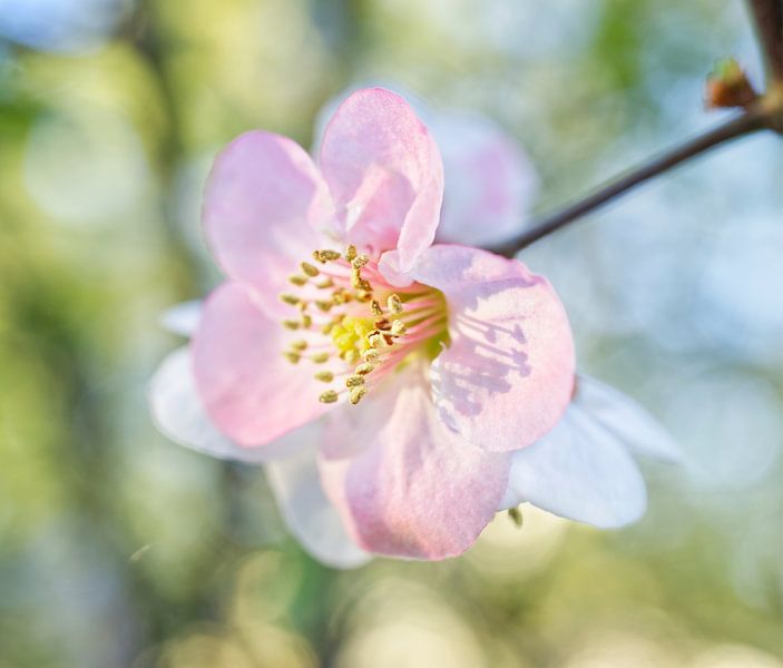 Pink Quince with Speckles by Iris Holzer Richardson