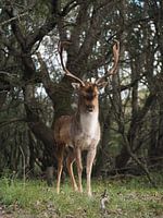 Bronze age deer, nature, sandvoort