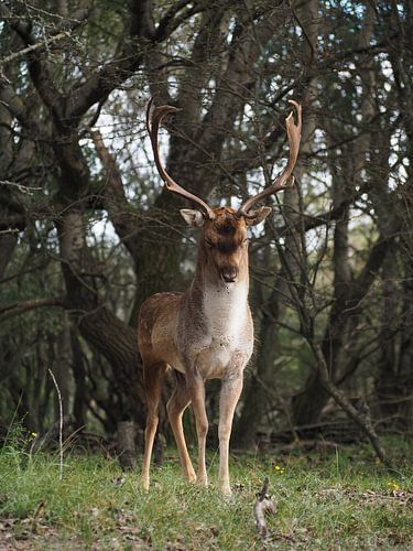 Hert in Bronstijd, natuur, zandvoort