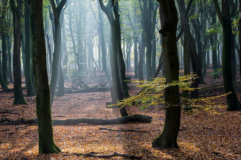 Buchenwald in Vierhouten von Daan Kloeg