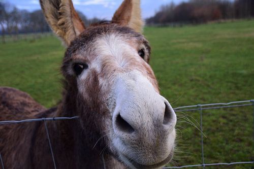 Ein Esel posiert für das Foto.