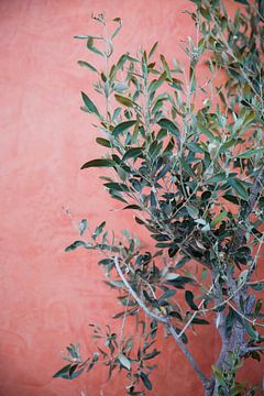 Olivenbaum Straßenskulptur griechenland