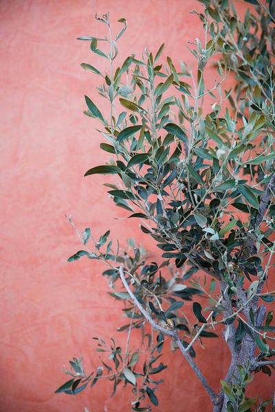 Olive tree Olive tree street sculpture greece by shanine Roosingh