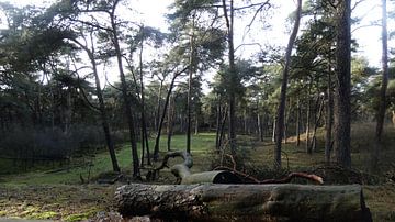 Wildobservatie post Wekeromse zand sur Veluws