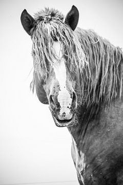 Percheron Stallion France von Wybrich Warns