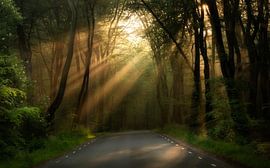 Sonnenstrahlen im Speulder Wald von Rob Sprenger