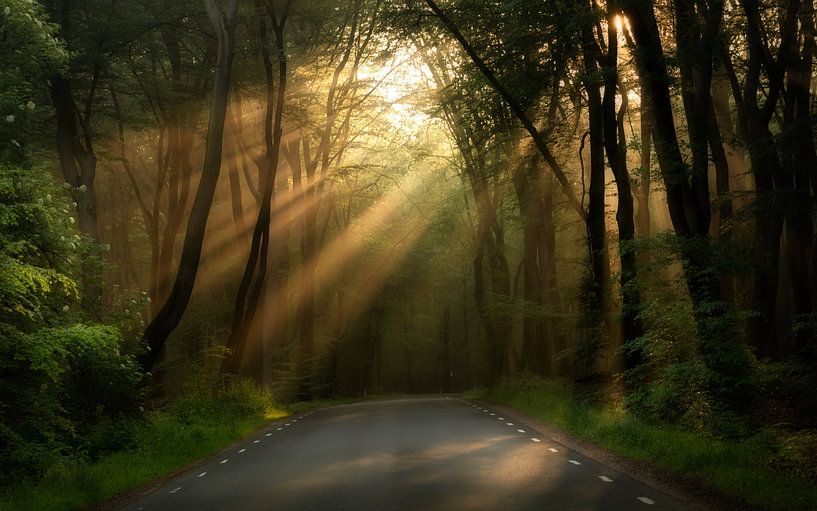 Sunbeams in the Speulder forest by Rob Sprenger