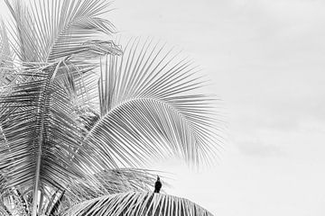 Palm | bird | fine art | black and white | photo print by Femke Ketelaar