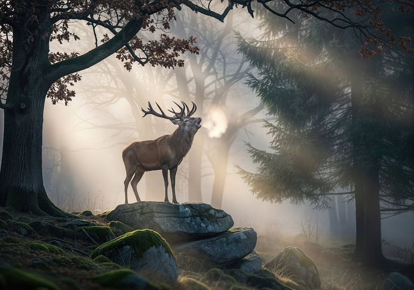 Hert in mistig boslandschap van Markus Gann