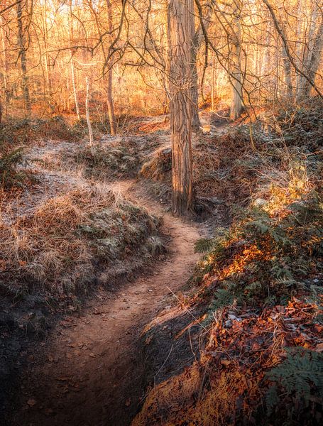 Forest Path by Andreas Vanhoutte