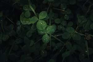 Im verwunschenen Wald