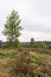 Die waldreiche Landschaft auf dem Holterberg von Deborah de Meijer
