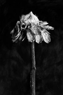 Nature Morte - Zonnebloem (zwart-wit) van Remke Spijkers