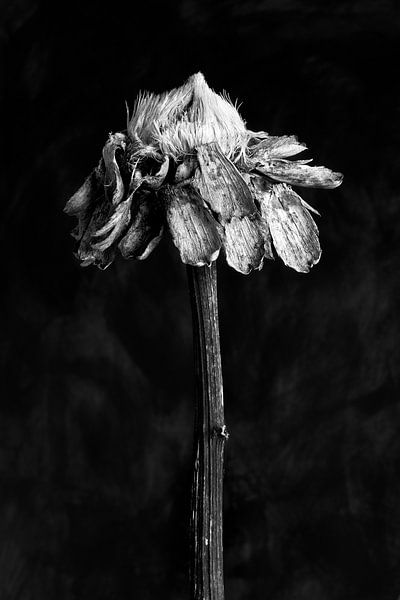Nature Morte - Sonnenblume (schwarz und weiß) von Remke Spijkers
