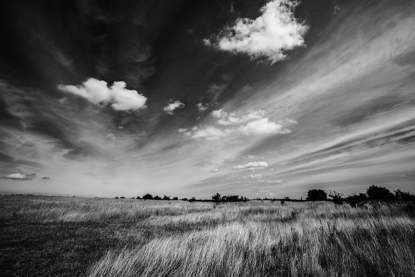 Grassland by Werner Reins