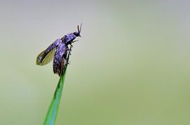 Muisgrijze Kniptor by Elias Vercruysse