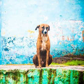 Hund, Indien von Joke Van Eeghem