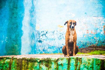 Hund, Indien von Joke Van Eeghem