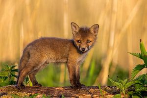 Jungfuchs am Morgen