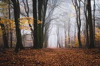 The old forest