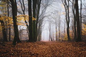 Het oude bos van Tvurk Photography