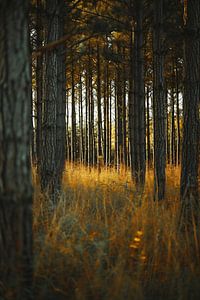Spaziergang im Wald