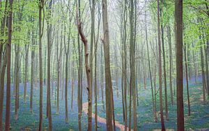 Path through blooming bluebell flowers in a beech tree forest fo