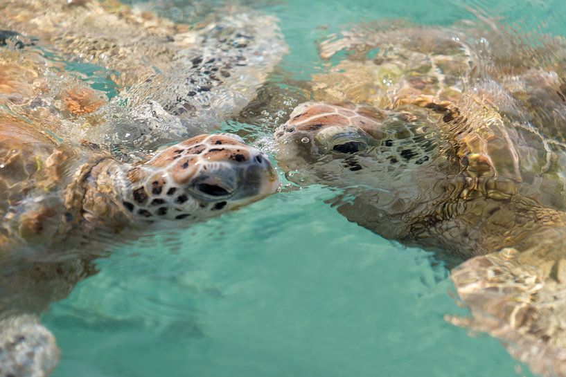 Kissing turtles by Vivian Paola Kamphuis