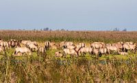 Wild horses in the Flevopolder in the Netherlands par Brian Morgan Aperçu