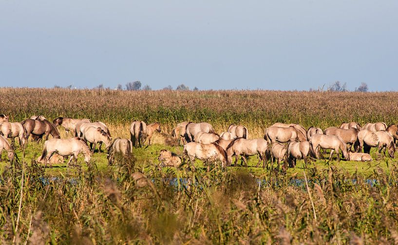 Wild horses in the Flevopolder in the Netherlands par Brian Morgan