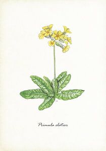 La primevère élancée