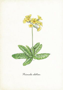 Slender primrose by Jasper de Ruiter
