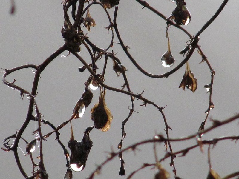 Dauwdruppels von Astrid Koopmans