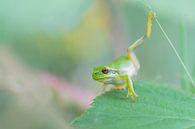 Yoga-frog van Larissa Rand thumbnail