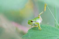 Yoga-Frosch